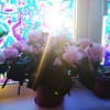 Calipso 5-6/24